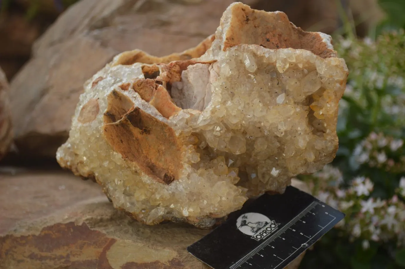 Natural Golden Limonite Quartz Vug Specimen x 1 From Zambia